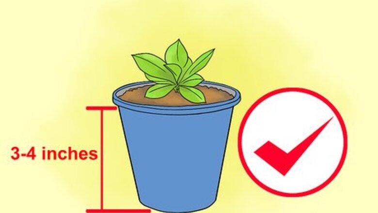 How to Grow Lisianthus