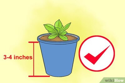 How to Grow Lisianthus