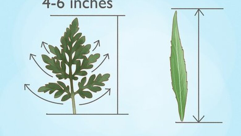 How to Spot the Difference between Ragweed & Goldenrod