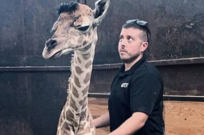 6-feet Baby: US Zoo in Mendon Welcomes Its Largest Giraffe