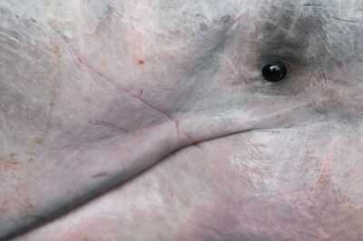 'Project Dolphin' Aimed at Conserving Gangetic River Dolphins to be Launched in 15 Days, Says Javadekar