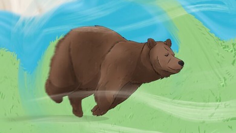 What Does It Mean When You Dream About Bears?