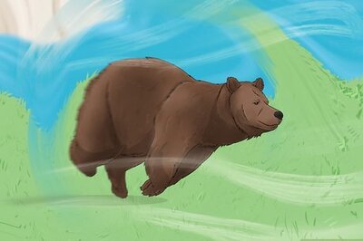 What Does It Mean When You Dream About Bears?