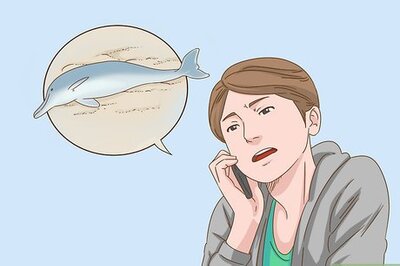 How to Save a Stranded Dolphin
