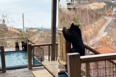 Watch: Bear Cubs Take A Dip In A Hotel Swimming Pool
