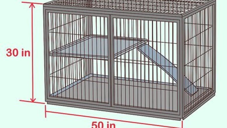 How to Care for Multiple Guinea Pigs