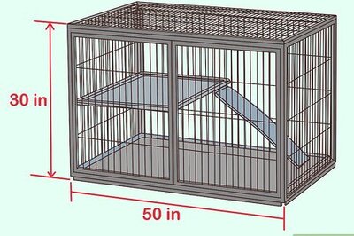 How to Care for Multiple Guinea Pigs