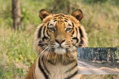 IFS Officer Shares Video of Tigress and Her Five Cubs Crossing a Safari Trail