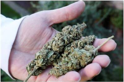 Man Nabbed at Mangalore Airport with 10 KG Ganja Hidden in Pumpkins