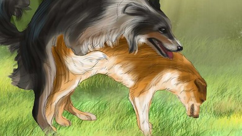 How to Select a Male Dog for Breeding