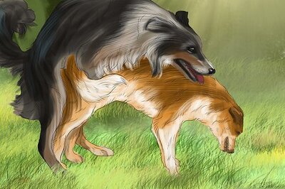 How to Select a Male Dog for Breeding