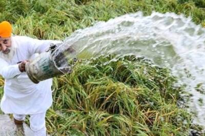 Lower Kharif Sowing Calls for Deft Management of Foodgrain Stock, Prices: FinMin Report