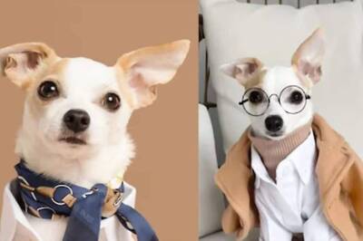 This Canadian 'Influencer Dog' Has Wardrobe Worth Rs 2 Lakh And Travels The World