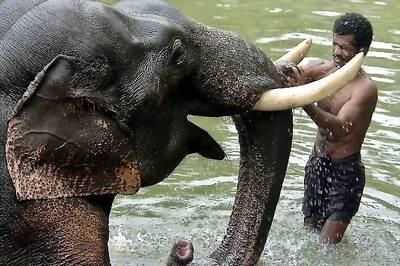 IFS officer couple booked for torturing poaching-accused in Kerala