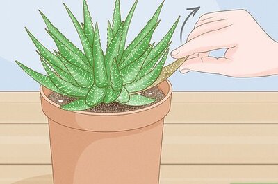 How to Prune Succulents