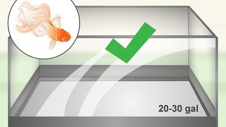 How to Care for Fancy Goldfish