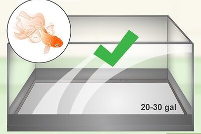 How to Care for Fancy Goldfish