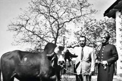 Did You Know Brazil's Dairy Revolution Was Powered By A Bull From Gujarat?
