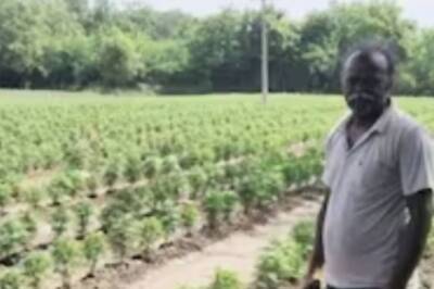 Marigold Theft From Cropland In Andhra’s NTR District Has Farmers On High Alert