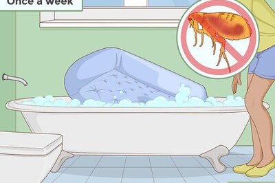 How to Prevent Worms in Dogs