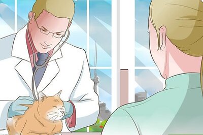 How to Perform CPR on a Cat