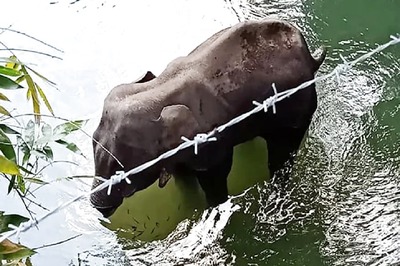 Kerala Elephant May Have Eaten Jaggery-Coated Cracker Meant for Wild Boars, One Farm Worker in Custody: Forest Official