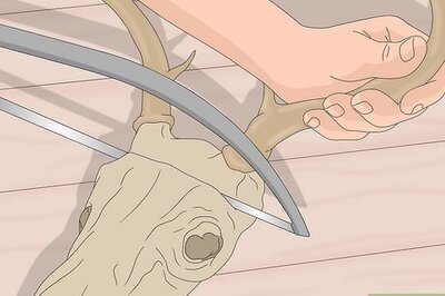 How to Clean Deer Antlers