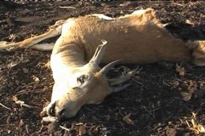 Guj govt orders probe into blackbucks deaths