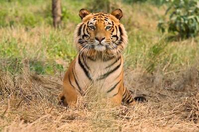 Over a Third of India’s Big Cats Reside Outside Tiger Reserves in Forest Divisions, Sanctuaries: Report