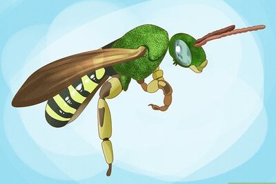 How to Get Rid of Sweat Bees