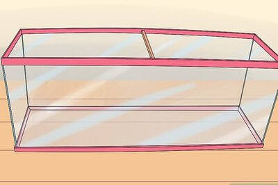 How to Take Care of Baby Carp