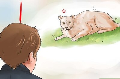 How to Fend off a Mountain Lion
