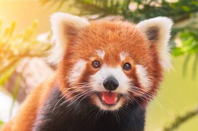 International Red Panda Day 2021: Lesser-known Facts About the Endangered Species