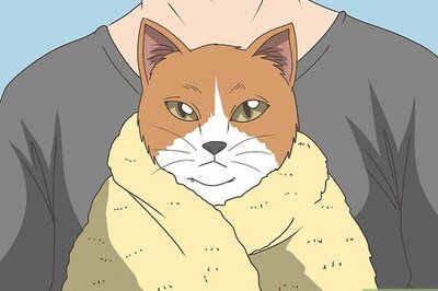 How to Treat a Cat with a Broken Claw