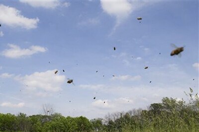 Bee causes plane to make emergency landing