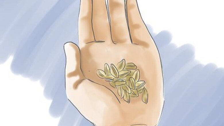 How to Grow Angelica