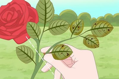 How to Control Black Spot on Roses