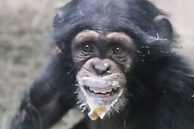 Pet chimpanzees suffer behavioural problems: Study