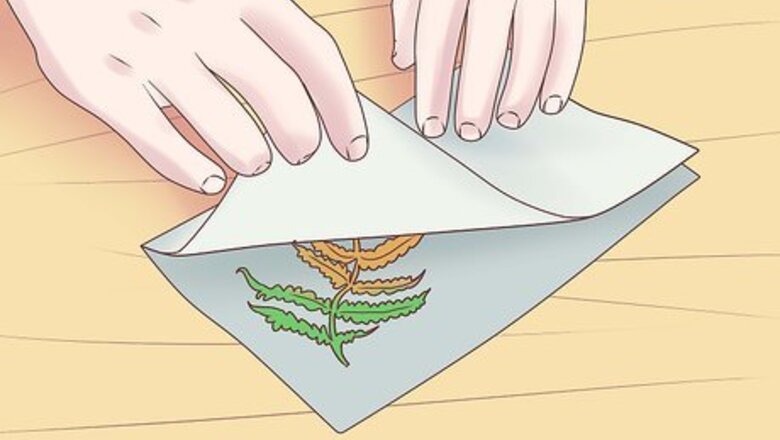 How to Grow Ferns