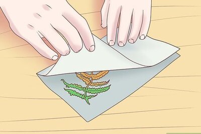 How to Grow Ferns