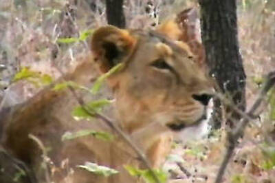 Centre offers to swap Gir lions for tigers