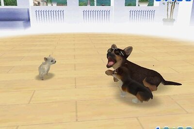 How to Earn Money and Trainer Points in Nintendogs