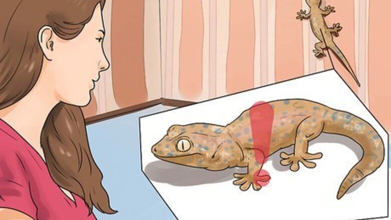 How to Tame a Tokay Gecko