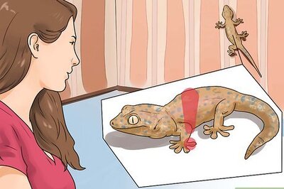 How to Tame a Tokay Gecko