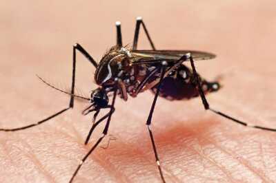Higher Temperatures Could Make Dengue Virus More Virulent Shows Study