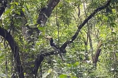 Science-wise: Govt’s Proposed Environment Bill, Threat to India’s Natural Forest Cover or Need of the Hour?