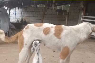 In Bengaluru's Doddaballapura, Dog Steps In As Surrogate Mother For Baby Goat