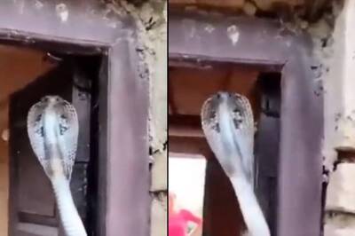 Watch: Cobra Hangs From Main Door Of The House, Users Call It ‘Best Security System’