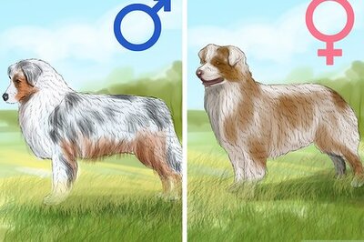 How to Identify an Australian Shepherd