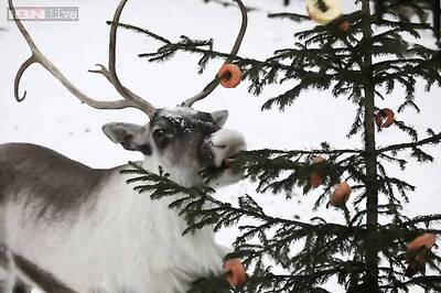 Happy Holidays: Things you didn't know about reindeer
